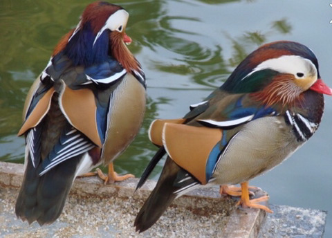 미국 원앙보고 너무 충격받아서 더 비교해보는 미국 원앙 vs 우리나라 원앙 | 인스티즈