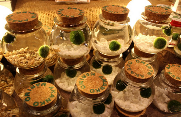 요즘 핫하다는 마리모, 잘 키우는 10가지 방법 | 인스티즈