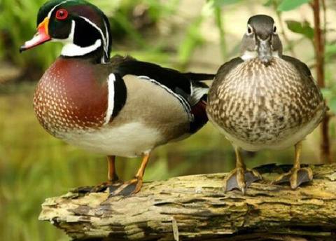 미국 원앙보고 너무 충격받아서 더 비교해보는 미국 원앙 vs 우리나라 원앙 | 인스티즈