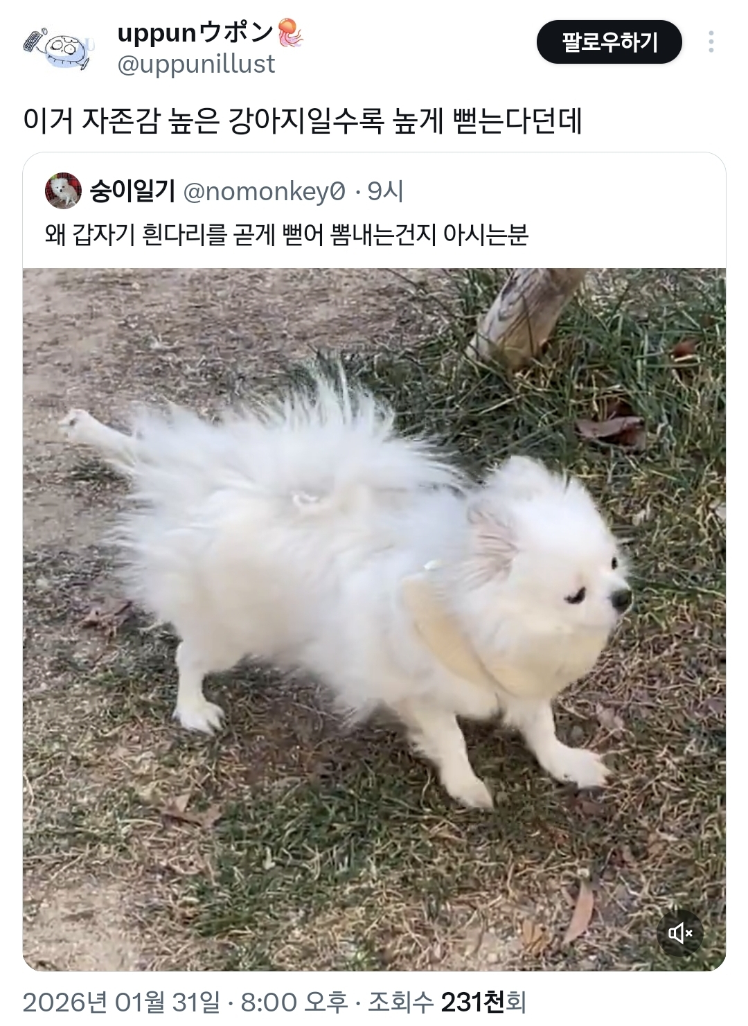 자존감이 얼마나 높은 건지 감도 안 오는 강아지.twt | 인스티즈