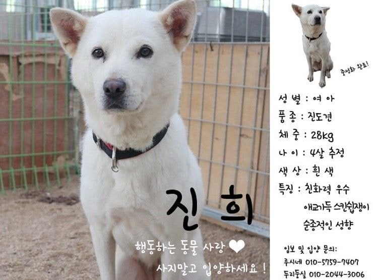 파양되어 돌아온 강아지 표정 | 인스티즈