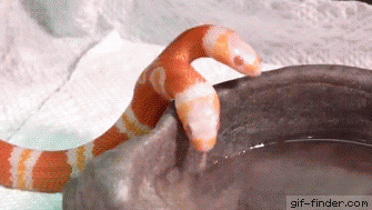 뱀 주의))) 물 먹는 뱀..gif | 인스티즈