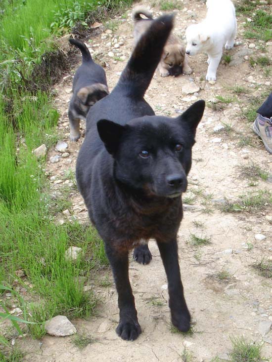 진돗개의 종류(백구,황구,흑구,재구,호구,네눈박이) | 인스티즈