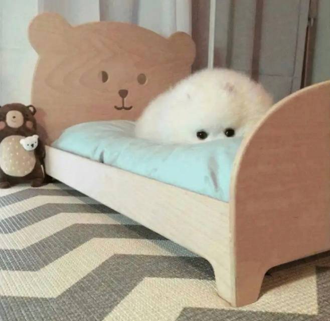 강아지에게 침대를 사줬더니 | 인스티즈