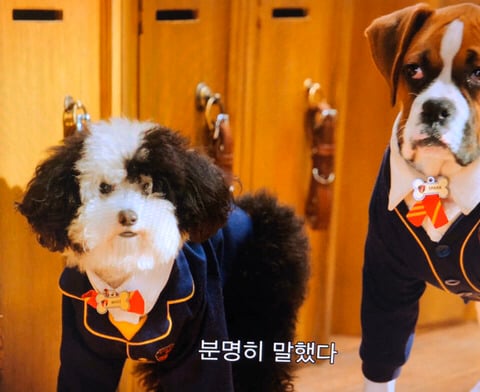 넷플릭스의 강아지 드라마 '퍼피 아카데미' | 인스티즈