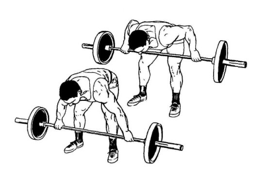 [등운동] 인버티드 로우(Inverted Row) | 인스티즈