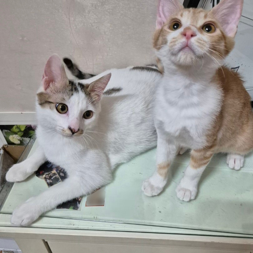 (입양홍보) 견과류 남매 중 혼자 남은 율무의 가족을 찾습니다‼️✨️🐱 | 인스티즈