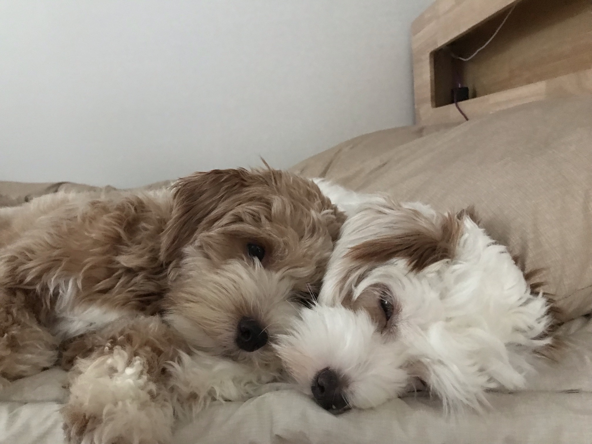 유기견 남매 데려왔는데 너무 귀여워ㅠㅠ 근데 너무 커버렸어 | 인스티즈