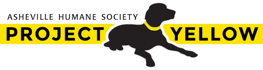 노란색 리본을 한 강아지를 본다면 배려해주세요 | 인스티즈