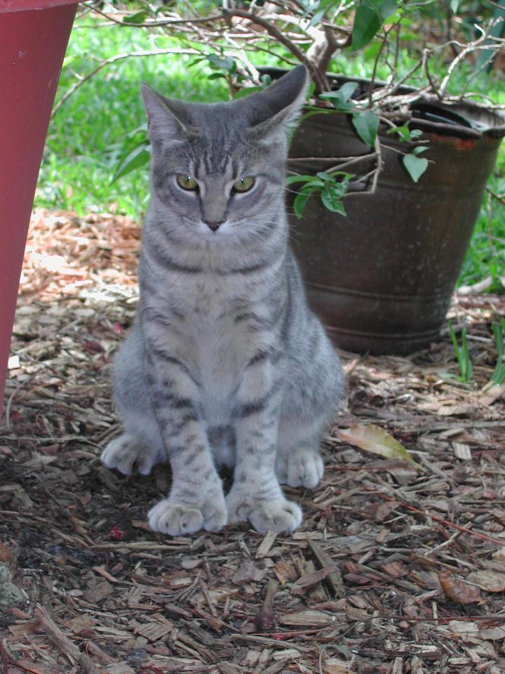손모아장갑을 낀 고양이들 | 인스티즈