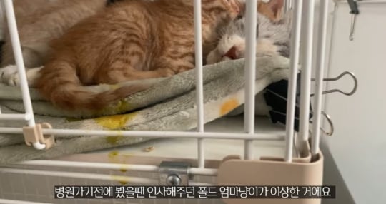 품종묘를 유기 후 일어난 나비효과 | 인스티즈