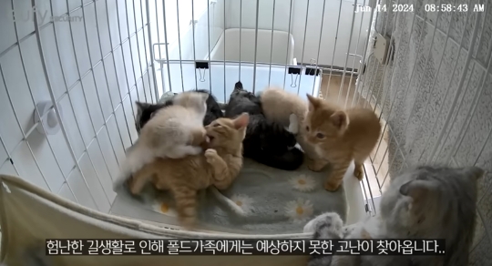 품종묘를 유기 후 일어난 나비효과 | 인스티즈