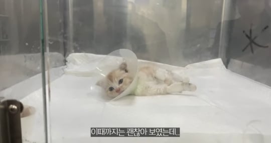 품종묘를 유기 후 일어난 나비효과 | 인스티즈