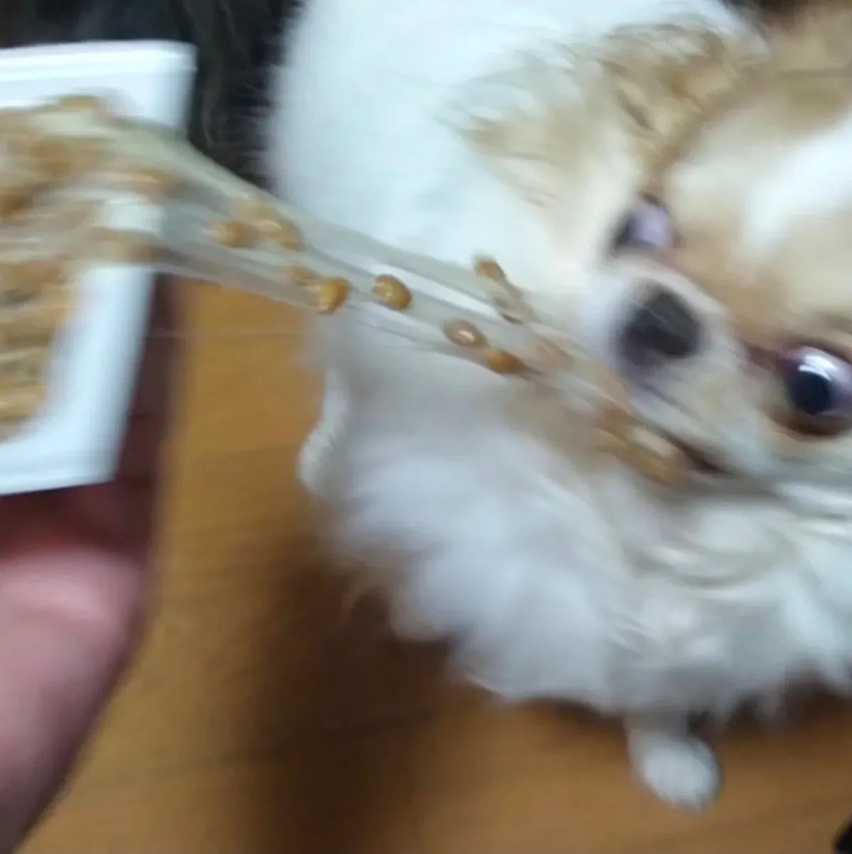 쓰레드 88만 조회수 강아지 | 인스티즈