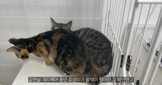품종묘를 유기 후 일어난 나비효과 | 인스티즈