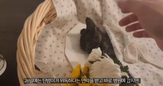 품종묘를 유기 후 일어난 나비효과 | 인스티즈