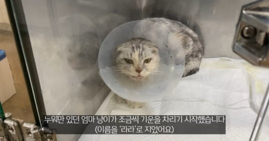 품종묘를 유기 후 일어난 나비효과 | 인스티즈