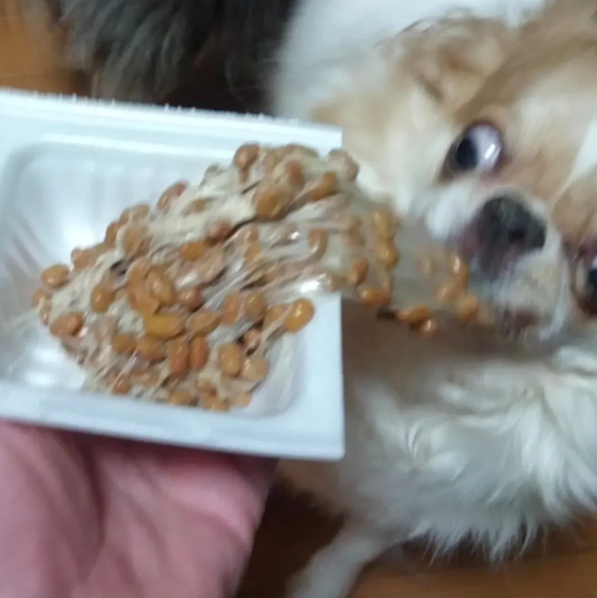 쓰레드 88만 조회수 강아지 | 인스티즈