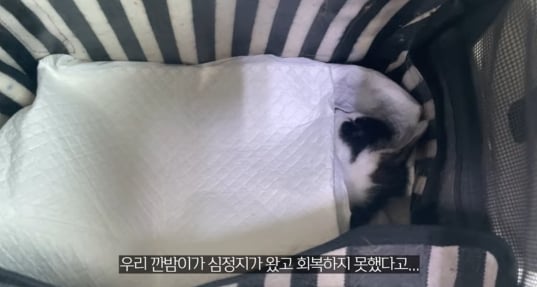 품종묘를 유기 후 일어난 나비효과 | 인스티즈