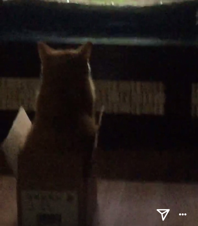 우리집 고양이 밤샜나봐 어뜨케 | 인스티즈