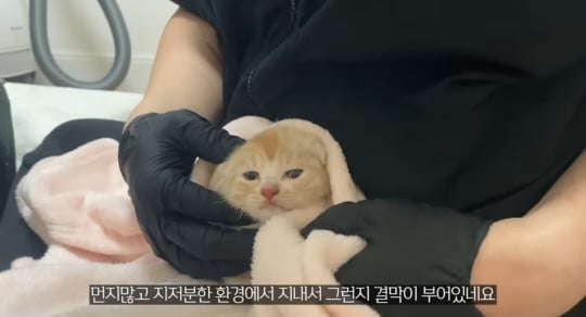 품종묘를 유기 후 일어난 나비효과 | 인스티즈