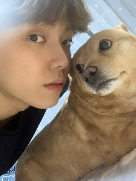 한 아이돌이 좋아하는 강아지 종 | 인스티즈