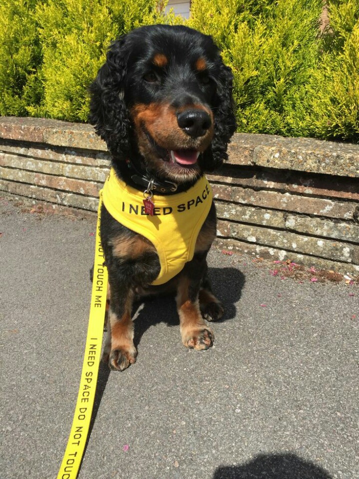 노란색 리본을 한 강아지를 본다면 배려해주세요 | 인스티즈