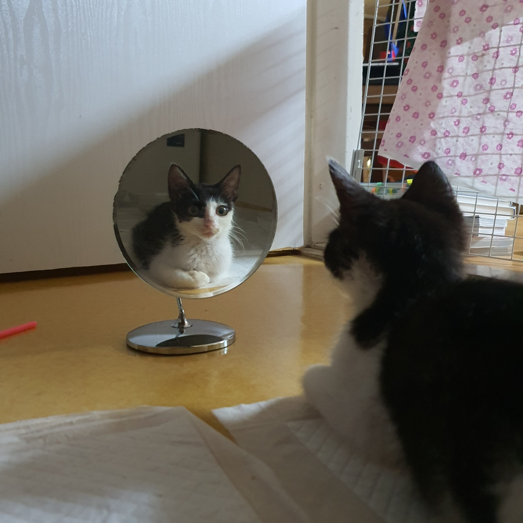 [입양홍보] 튼튼고영이 3개월령 '무만이' 입양 준비 갈 완료🐱 | 인스티즈