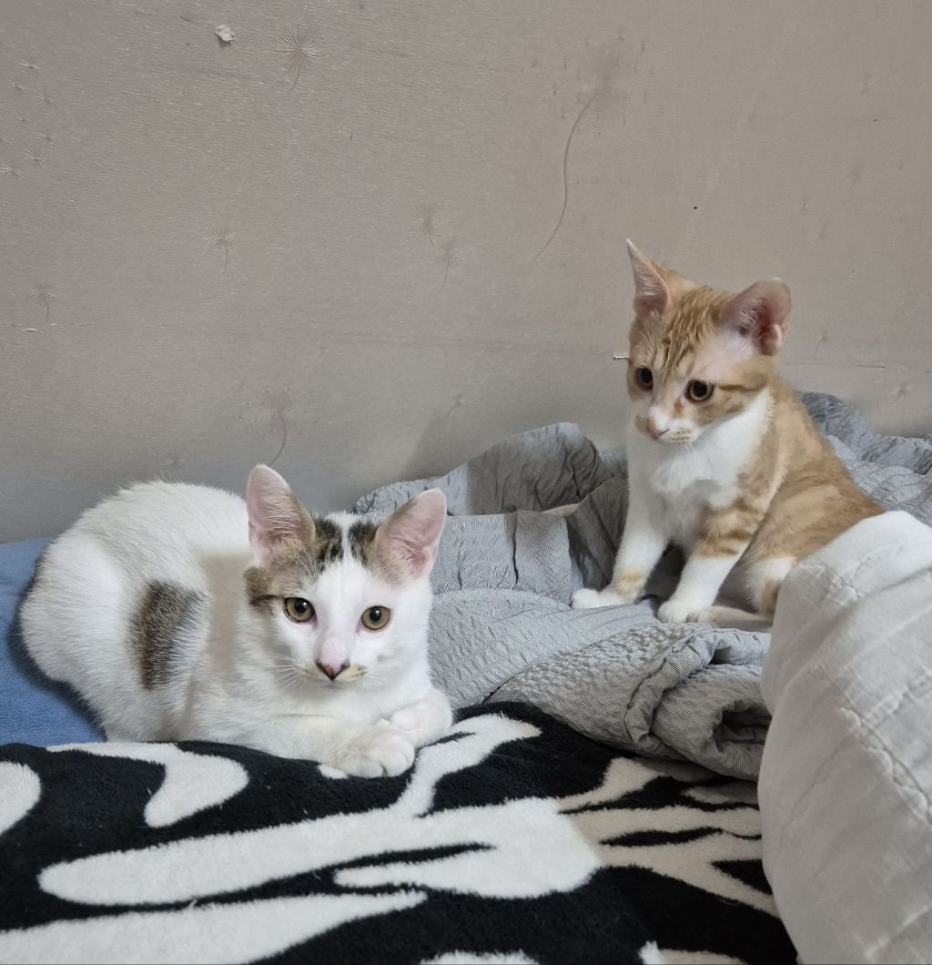 (입양홍보) 견과류 남매 중 혼자 남은 율무의 가족을 찾습니다‼️✨️🐱 | 인스티즈