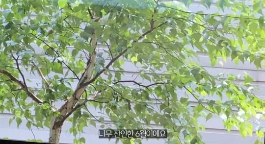 품종묘를 유기 후 일어난 나비효과 | 인스티즈