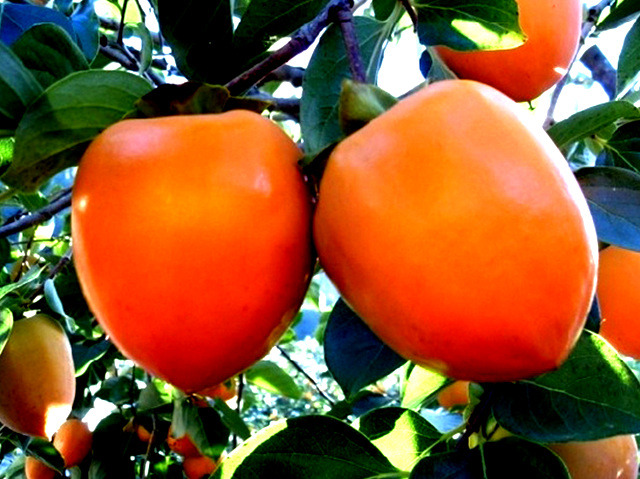 계란이랑 같이 먹으면 절대 안된다는 음식 | 인스티즈