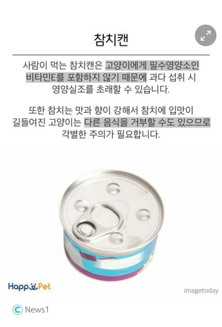 위험해요! 고양이가 먹으면 안 되는 음식들 | 인스티즈