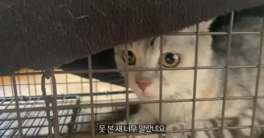 품종묘를 유기 후 일어난 나비효과 | 인스티즈