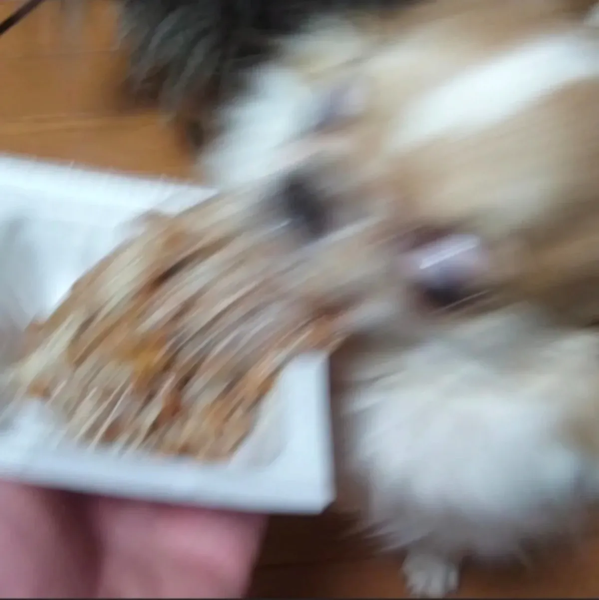 쓰레드 88만 조회수 강아지 | 인스티즈