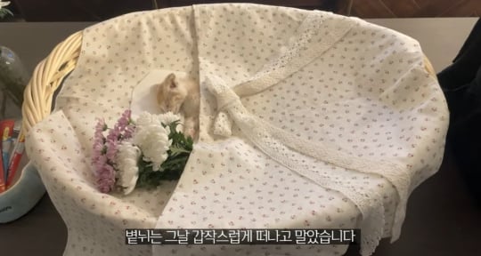 품종묘를 유기 후 일어난 나비효과 | 인스티즈
