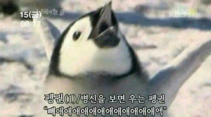 놀리거나 약올릴때 쓰는 짤모음 | 인스티즈