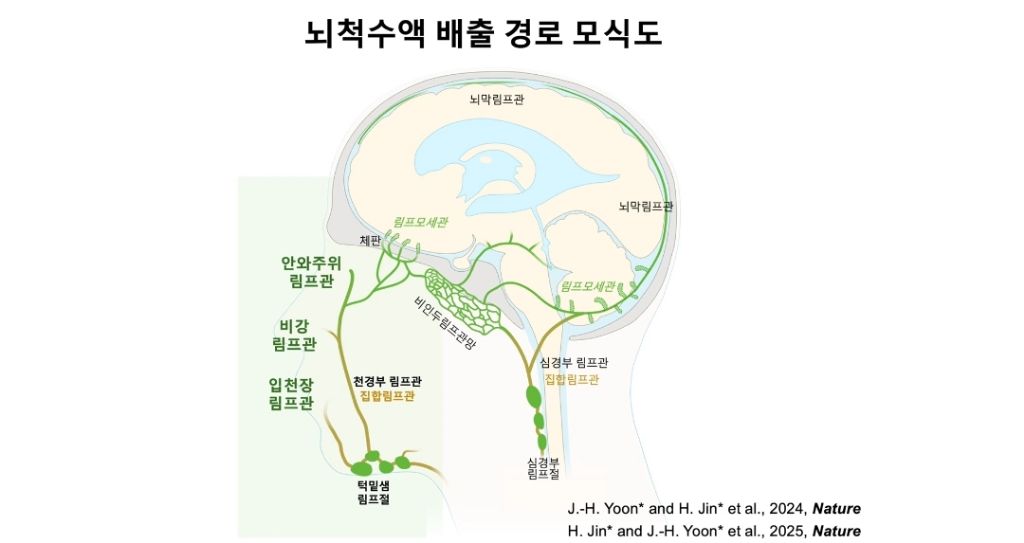 뇌 노폐물, 마사지로 빼낸다…"치매 예방에 효과” | 인스티즈