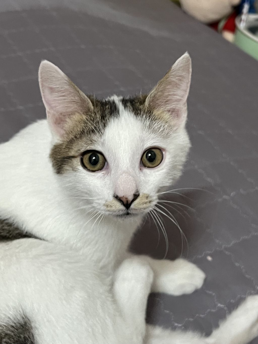 (입양홍보) 견과류 남매 중 혼자 남은 율무의 가족을 찾습니다‼️✨️🐱 | 인스티즈