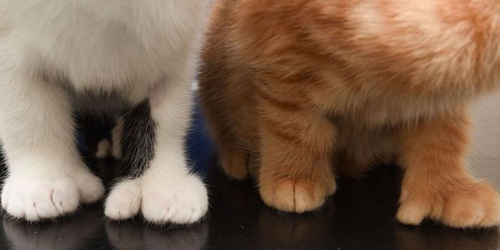 손모아장갑을 낀 고양이들 | 인스티즈