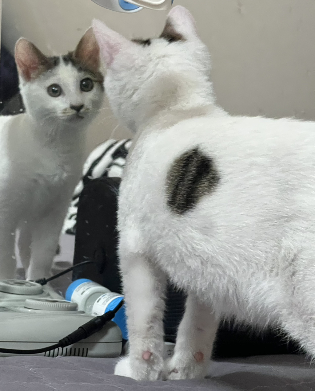 율무와 호두가 가족을 기다리고 있어요‼️ 많관부🐈‼️ | 인스티즈