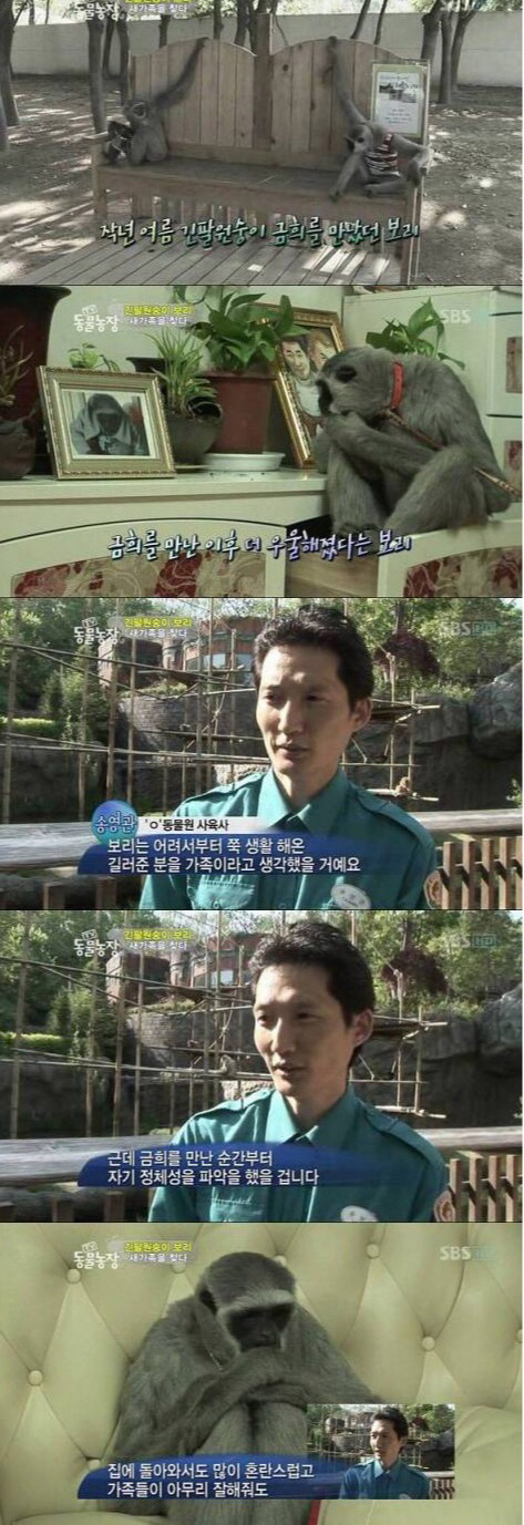 거울보고 자기가 사람이 아니란 사실에 충격 받은 긴팔원숭이 | 인스티즈