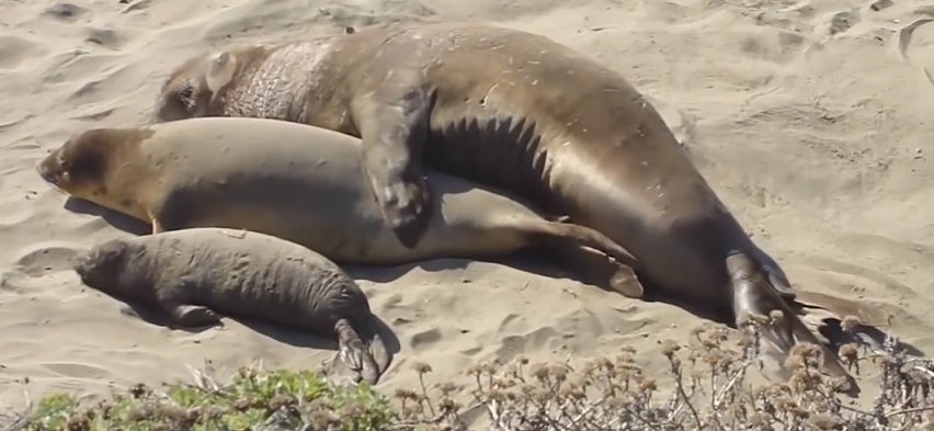 우리가 몰랐던 동물들의 기묘한 성욕 (다소 놀라움 주의) | 인스티즈