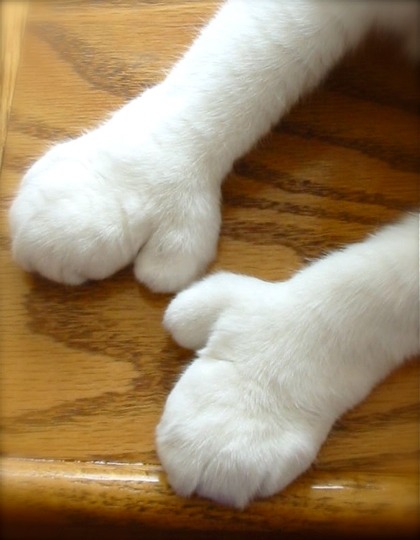 손모아장갑을 낀 고양이들 | 인스티즈