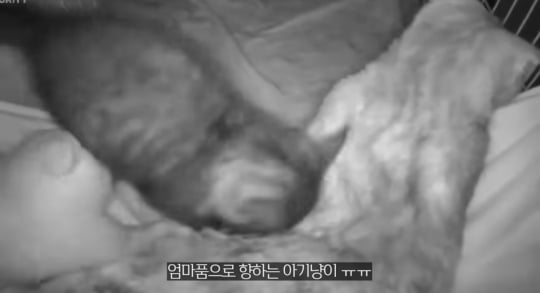 품종묘를 유기 후 일어난 나비효과 | 인스티즈