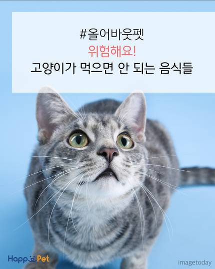위험해요! 고양이가 먹으면 안 되는 음식들 | 인스티즈