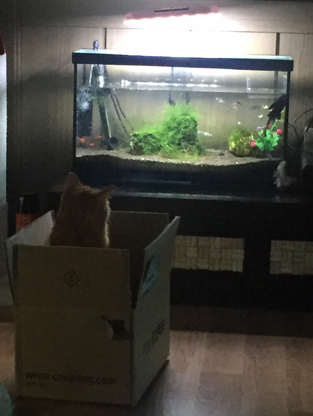 우리집 고양이 밤샜나봐 어뜨케 | 인스티즈
