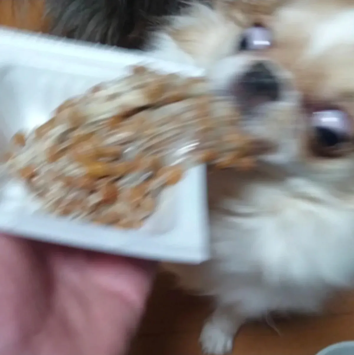 쓰레드 88만 조회수 강아지 | 인스티즈