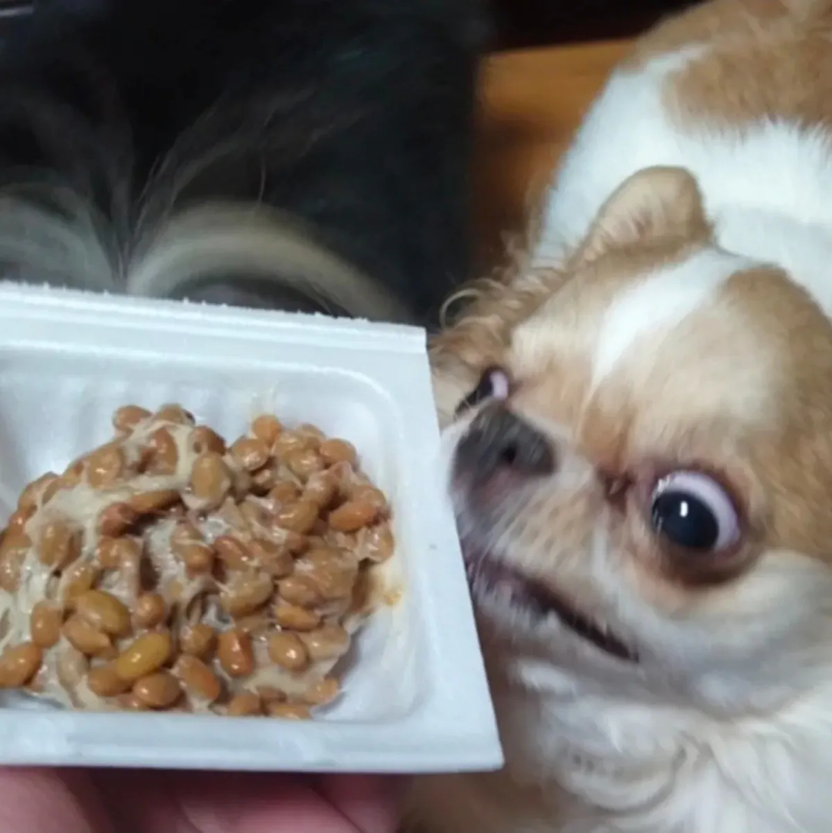 쓰레드 88만 조회수 강아지 | 인스티즈