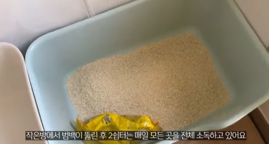 품종묘를 유기 후 일어난 나비효과 | 인스티즈