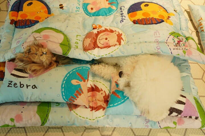 낮잠 자는 유치원 댕댕이들 봄이불로 바뀜 .jpg | 인스티즈